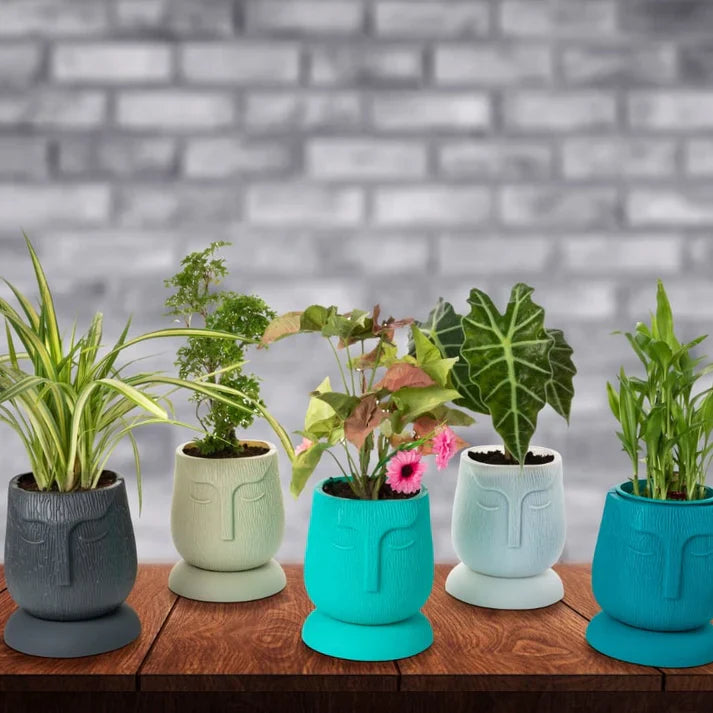 Face Kraft with Bottom Tray - Set of 5